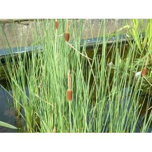 Dwerglisdodde (Typha minima) - Vijverplant - 3 losse planten - Om zelf op te potten - Vijverplanten Webshop