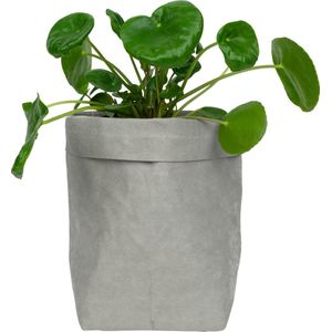 QUVIO Plantenzak - Bloempot voor binnen - Plantenbak - Tuinieren - Bloemen - Plantenpot - Planten houder - Milieuvriendelijk - Kraftpapier - 10 x 10 x 20 cm (lxbxh) - Grijs