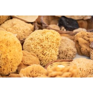 Adriatische zee spons MINI 8-10 cm