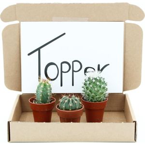 Cactus cadeau pakket in je brievenbus. Het unieke cadeau voor door de brievenbus. Wie verras jij?