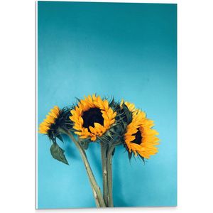PVC Schuimplaat- Gele Zonnebloemen Boeket tegen Blauwe Achtergrond - 40x60 cm Foto op PVC Schuimplaat
