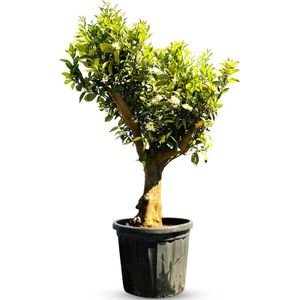 Sunny Tree - Fruitboom - Sinaasappelboom - Citrus Sinensis - 30 jaar oude boom