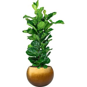 Ficus Lyrata in Metallic Globe honey | Vioolbladplant / Tabaksplant