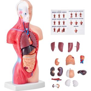 Multis Anatomisch Lichaam - Anatomisch Model - Torso - Anatomie - Het Menselijk Lichaam van Binnen - Hoge Kwaliteit - Torso Menselijk Lichaam - Anatomie Pop - 15 Onderdelen