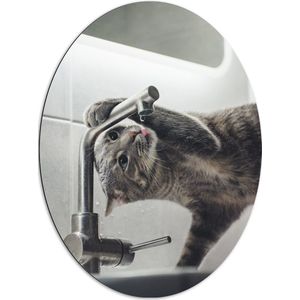 WallClassics - Dibond Ovaal - Poes aan het Drinken uit de Kraan - 72x96 cm Foto op Ovaal (Met Ophangsysteem)