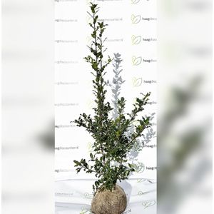 Hulst - Ilex Aquifolium - 80 - 100 cm