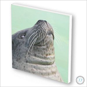 Tegeltje (forex) incl. envelop om iemand te verrassen per post | 14x14 cm | Vrolijke dobberende zeehond | brievenbuscadeautje | achterkant is beschrijfbaar