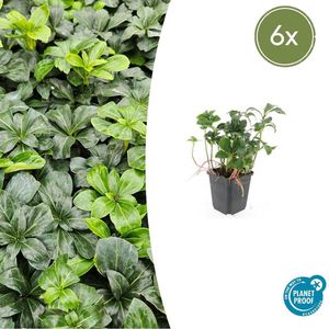 Tuinplantenshop.com | Pachysandra terminalis 'Green Sheen' | 6 stuks - Ø9cm - 10-25cm hoog - Tuinplant