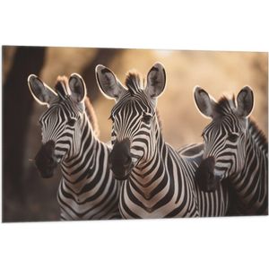 Vlag - Drietal Nieuwsgierige Zebra's - 105x70 cm Foto op Polyester Vlag