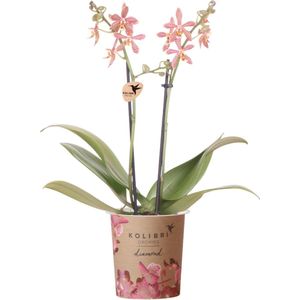 Bijzondere Orchidee Spider , Kleur Oranje, Bloeiende Kamerplant, Phalaenopsis Orchideeën, Potmaat 09cm