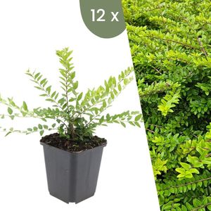 Plants by Frank | 12 Struikkamperfoelie planten | Lonicera nitida 'Maigrün' | Winterharde bodembedekker planten | tuinplanten | Winterharde vaste planten meerjarig | Winterharde tuinplanten
