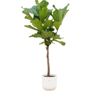 Green Harmony | Ficus Lyrata op stam inclusief elho Vibes Fold Round wit Ø30 - 170 cm