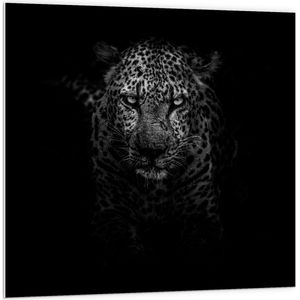 WallClassics - PVC Schuimplaat- Zwart met Witte Panter tegen Donkere Achtergrond - 100x100 cm Foto op PVC Schuimplaat