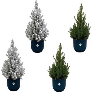Green Bubble - 2x Picea Glauca (kerstboom) + 2x Picea Glauca met sneeuw (kerstboom) inclusief 4x elho Vibes Fold Rond blauw Ø22 - 60cm