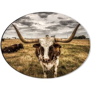 WallClassics - Dibond Ovaal - Wit met Bruine Koe met Lange Hoorns - 40x30 cm Foto op Ovaal (Met Ophangsysteem)