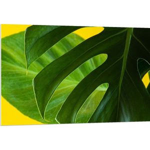 PVC Schuimplaat - Grote Groene Bananenbladeren tegen Okergele Achtergrond - 120x80 cm Foto op PVC Schuimplaat (Met Ophangsysteem)