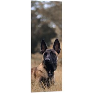 Vlag - Opkijkende Politie Hond in het Hoge Droge Gras - 40x120 cm Foto op Polyester Vlag