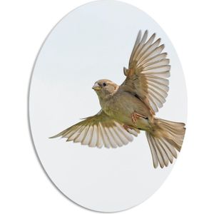 WallClassics - PVC Schuimplaat Ovaal - Vliegende Vogel - Passer - 51x68 cm Foto op Ovaal (Met Ophangsysteem)