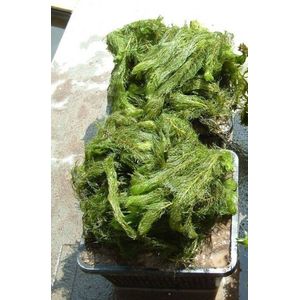 Aarvederkruid (Myriophyllum) -Zuurstofplant - Vijverplant - Per 2 manden - Vijverplanten Webshop