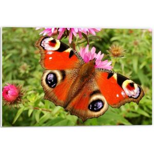 Forex - Oranje Vlinder om Roze Bloem - 60x40cm Foto op Forex