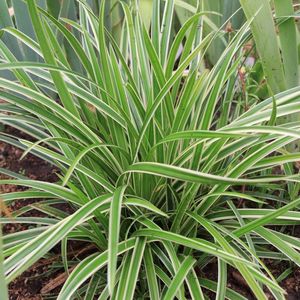 Carex morrowii 'Ice Dance' - Witbonte zegge - Planthoogte: 20 cm - Pot Ø 11 cm (1 liter)