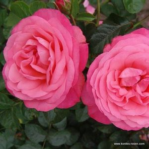 1x Rosa 'Rosanna'®  - KORDES - Kordes klimroos - Plant-o-fix C2