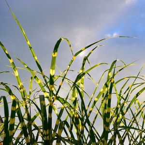 Miscanthus sinensis Strictus - Prachtriet