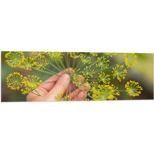 Vlag - Gele Mini Bloemen in Mensenhand - 120x40 cm Foto op Polyester Vlag
