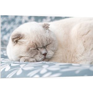 PVC Schuimplaat- Slapende Beige Briste Korthaar op Blauw met Witte Bank - 105x70 cm Foto op PVC Schuimplaat