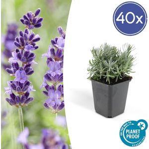 Trendyplants - Lavandula 'Hidcote' - 40 stuks - Lavendel - Winterhard - Hoogte 10-25 cm - Potmaat Ø9cm