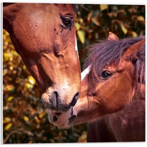 Forex - Knuffelende Paardjes - 50x50cm Foto op Forex