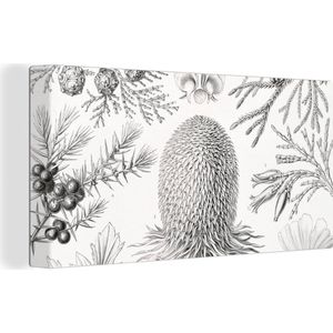 Canvas - Coniferen - Zwart-Wit - Plant - Struiken - Muurdecoratie - Ernst Haeckel - Kunst - Retro - Canvas schildersdoek - 80x40 cm