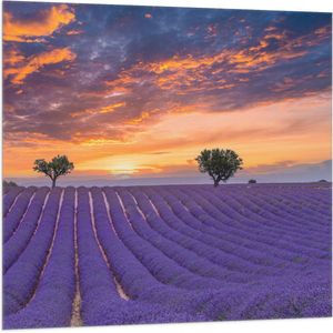 Vlag - Zonsondergang bij Lavendel Veld in de Zomer - 100x100 cm Foto op Polyester Vlag