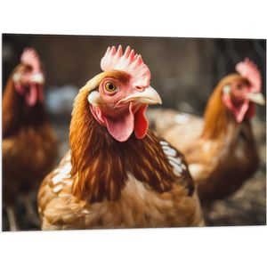 Vlag - Bruine hanen staan buiten in de kippen ren - 80x60 cm Foto op Polyester Vlag