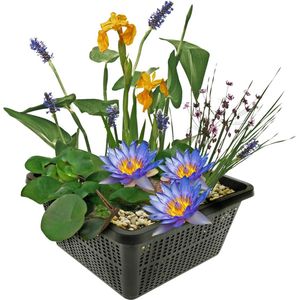 vdvelde.com - Mini vijverset - Blauw - Combi set - 4 planten - Plaatsing: -10 tot -20 cm