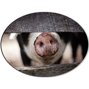 WallClassics - Dibond Ovaal - Varkenssnuit tussen Houten Planken - 40x30 cm Foto op Ovaal (Met Ophangsysteem)