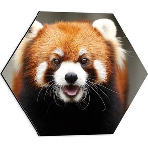 Dibond Hexagon - Portret van Rode Panda met lange Witte Snorharen - 40x34.8 cm Foto op Hexagon (Met Ophangsysteem)