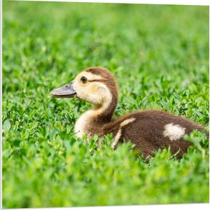 PVC Schuimplaat- Eend - Gras - Kleuren - 80x80 cm Foto op PVC Schuimplaat