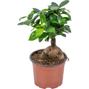 Bonsai boompje - Ficus 'Ginseng' - Pot 12 cm - Hoogte 35 cm