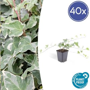 Tuinplantenshop.com | Hedera helix 'Glacier' | 40 stuks - Ø9cm - 10-25cm hoog - Tuinplant