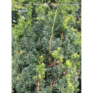Venijnboom Taxus media Hicksii 40-50 cm, 150x Haagplant