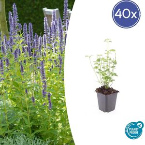 Tuinplantenshop.com | Agastache 'Black Adder' | 40 stuks - Ø9cm - 10-25cm hoog - Tuinplant