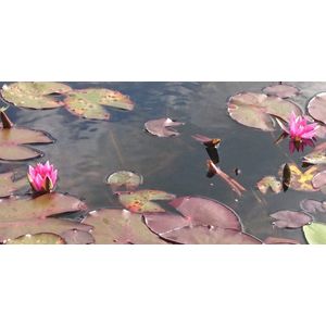 Waterlelie Nymphaea Pygmaea Rubra (Rode dwerg waterlelie)-vijverklaar opgeplant in een mand van 19 x 19 cm - Lang bloeiende, kleinbloemige rode waterlelie - Vijverplant - Vijverplanten Webshop