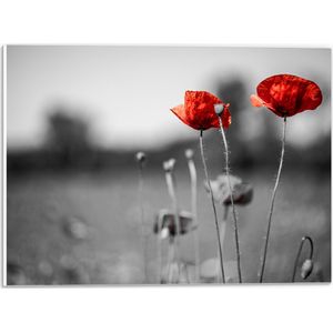 PVC Schuimplaat- Rode Bloemen op Zwart-witte Achtergrond - 40x30 cm Foto op PVC Schuimplaat