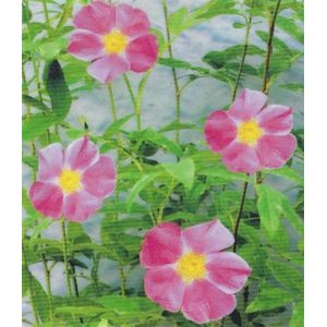Moeras roos ( Rosa Palustris) - Vijverplant - 3 losse planten - Om zelf op te potten - Vijverplanten Webshop