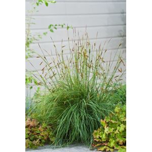 Plants Online - Tuinplanten - Siergrassen - Set van 5 - Carex flacca 'Blue Zinger' - 0.7 liter pot - Plant