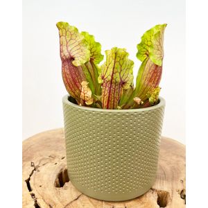 Trompetbekerplant ""Sarracenia Venosa"" groot incl. plantenpot Borke ""Groen"" | Complete set (worden samen geleverd) | Plaats bij aankomst jouw vleesetende plant in de pot en geniet meteen