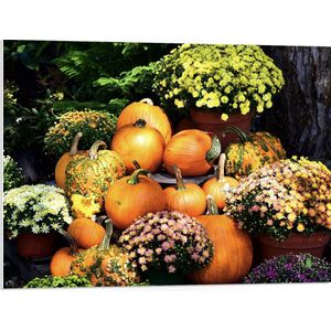 PVC Schuimplaat - Herfsttafereel van Pompoenen en Bloempotten bij Boom - 80x60 cm Foto op PVC Schuimplaat (Met Ophangsysteem)