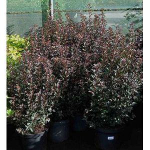 2 x Physocarpus opulif. 'Little devil'® ('donna may') - Blaasspirea, Sneeuwbalspirea 40- 50 cm in pot