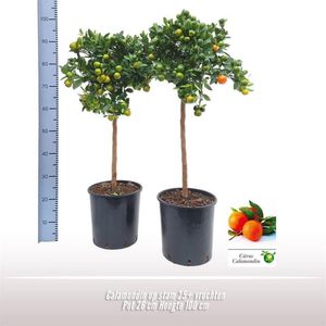 Ficus binnendijkii 'alii' - ø17cm - 50cm